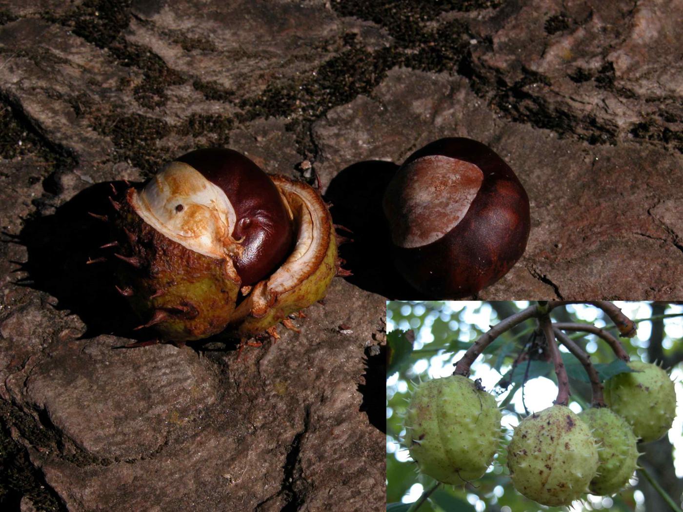 Horse-chestnut fruit
